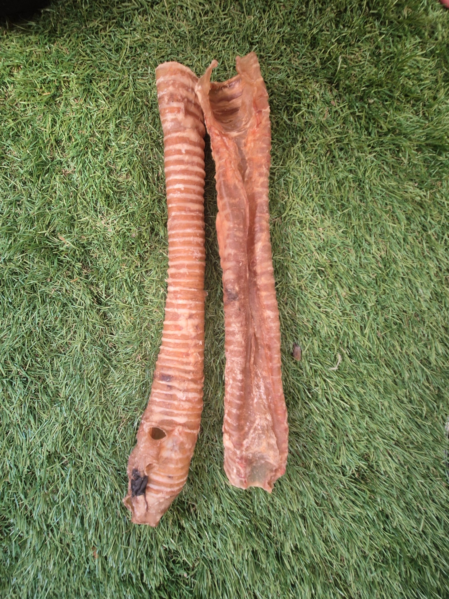 Buffalo Trachea