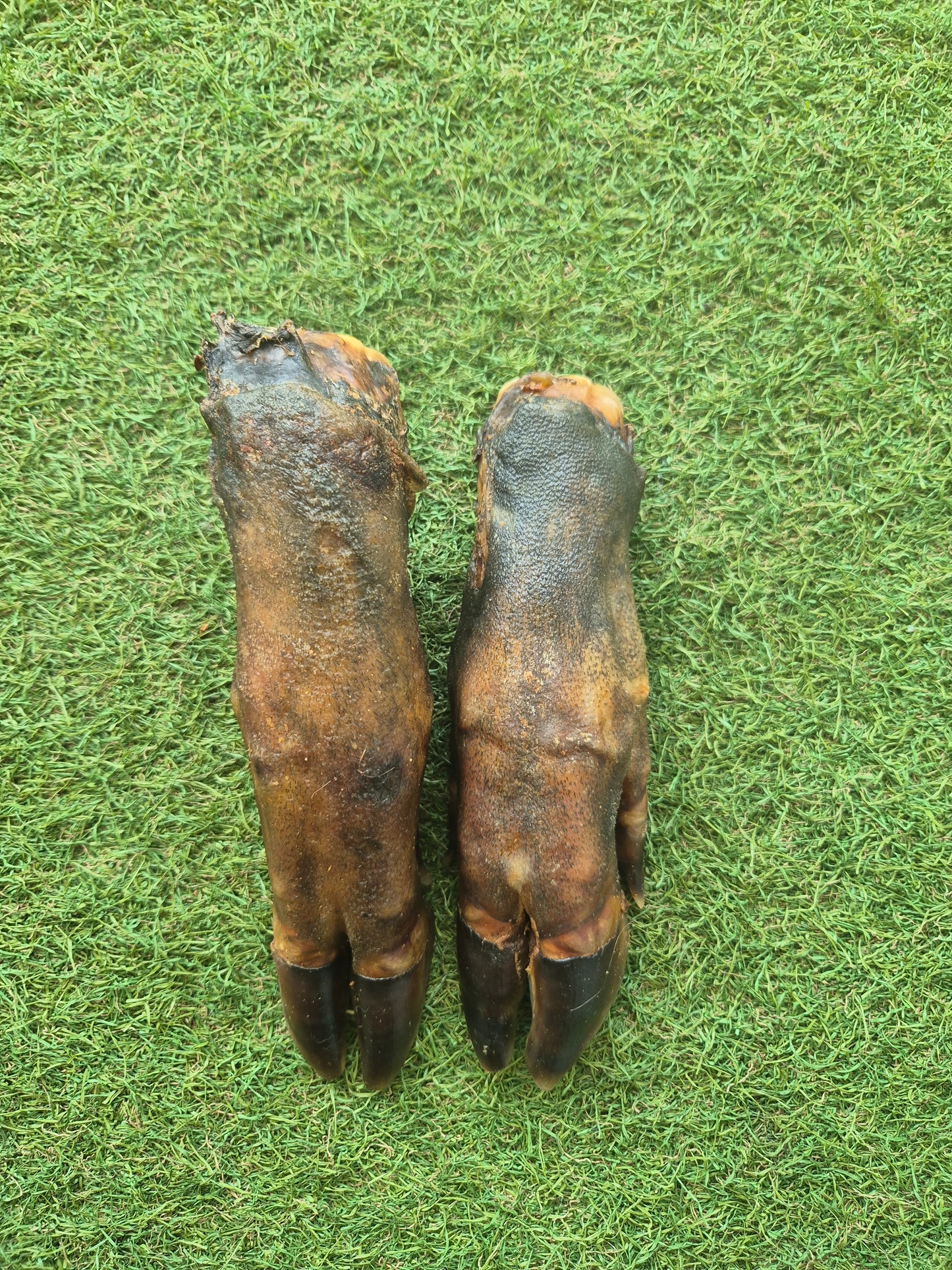 Wild Boar trotters