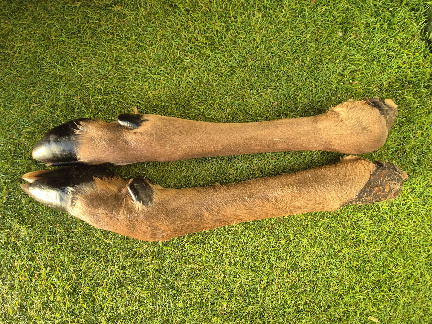 Giant Deer Legs