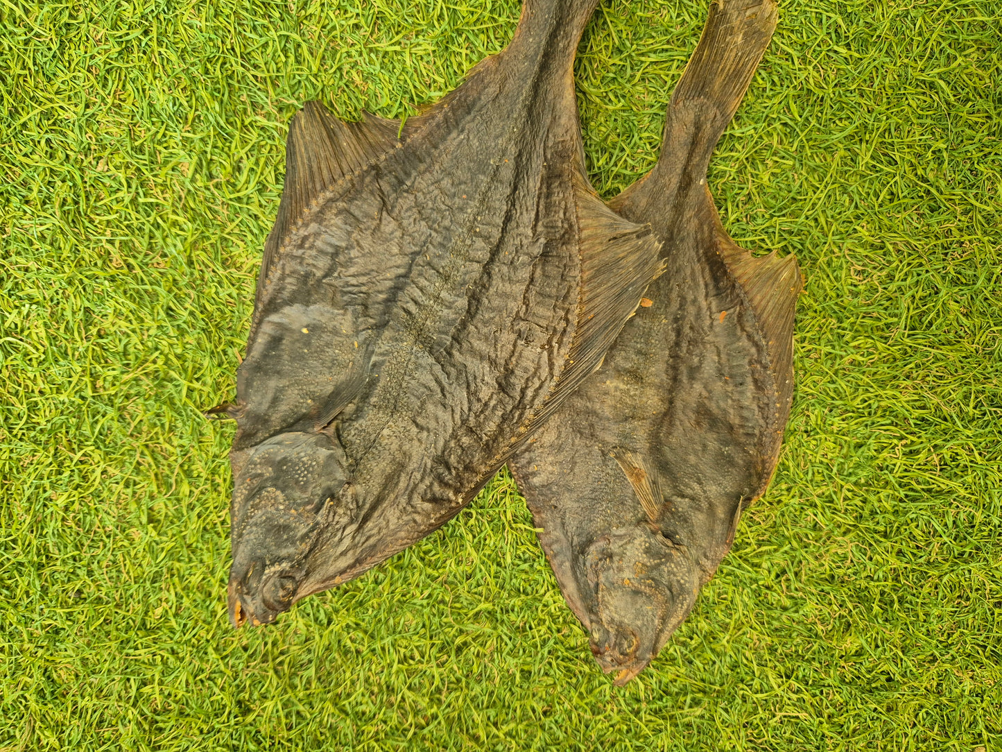 Flounder