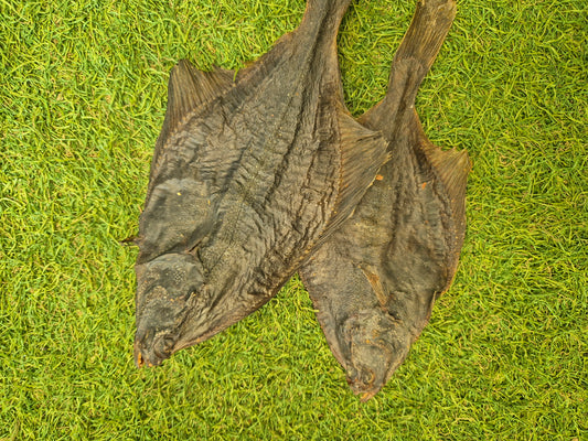 Flounder
