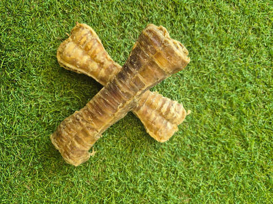 Trachea bone
