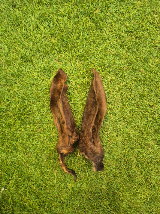 Hairy Lamb Ears