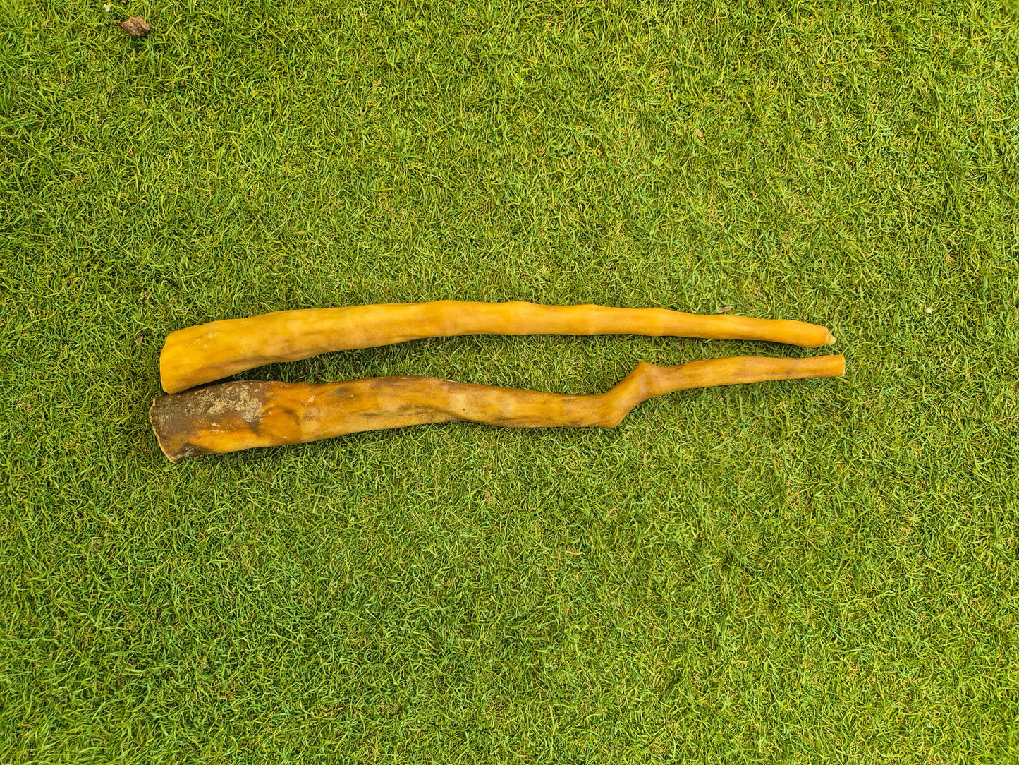 Giant Buffalo tails