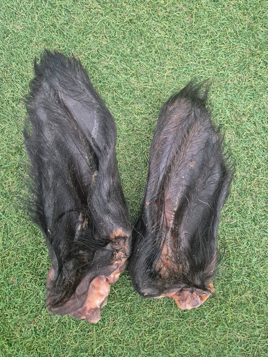 Buffalo ear